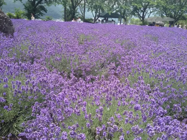 八木崎公園の写真1