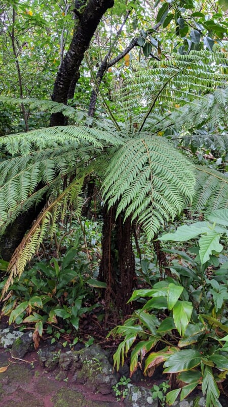 八丈植物公園の写真7