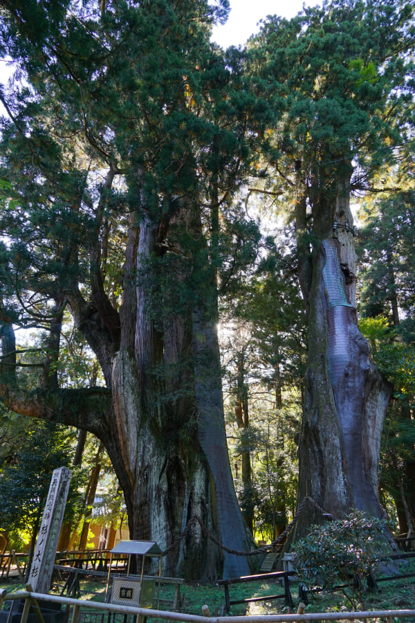 杉の大杉の写真2