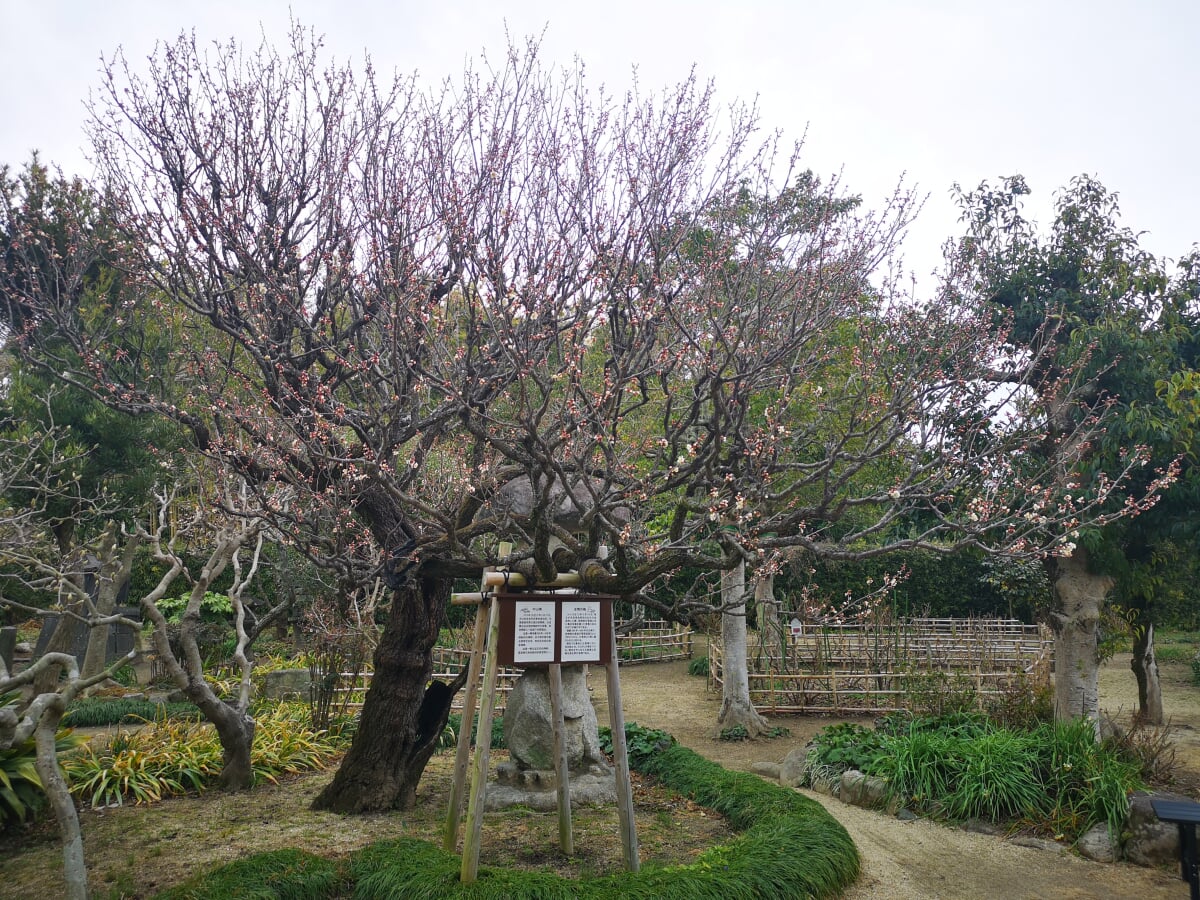 荒尾市宮崎兄弟資料館の写真2