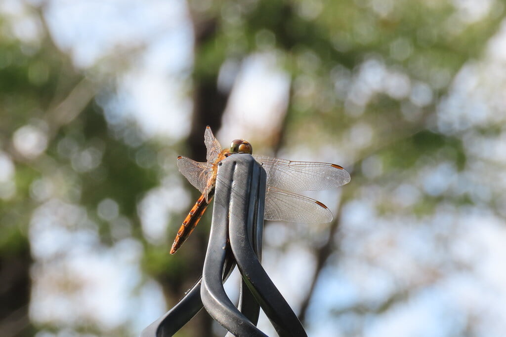 四季の香ローズガーデンの写真2