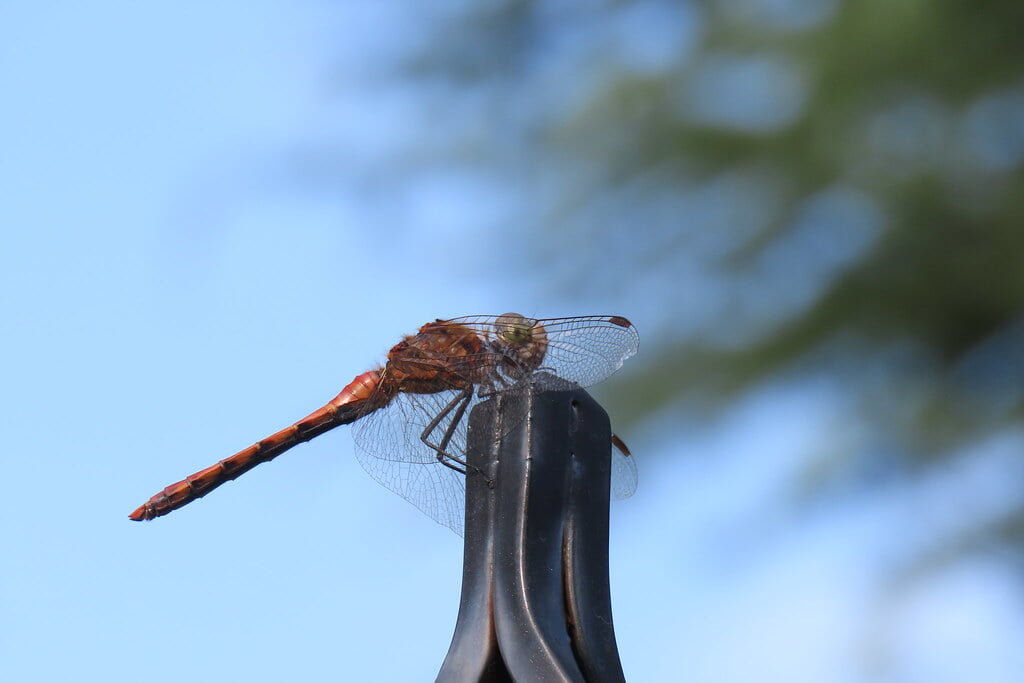 四季の香ローズガーデンの写真4