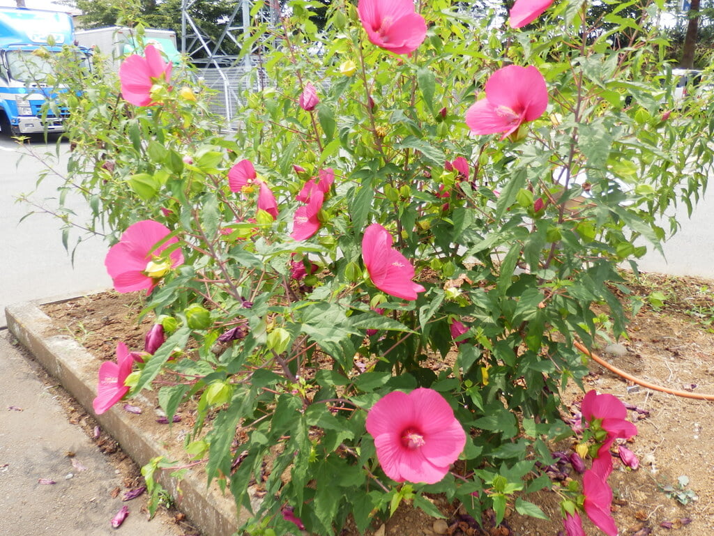 道の駅 伊豆のへその写真7