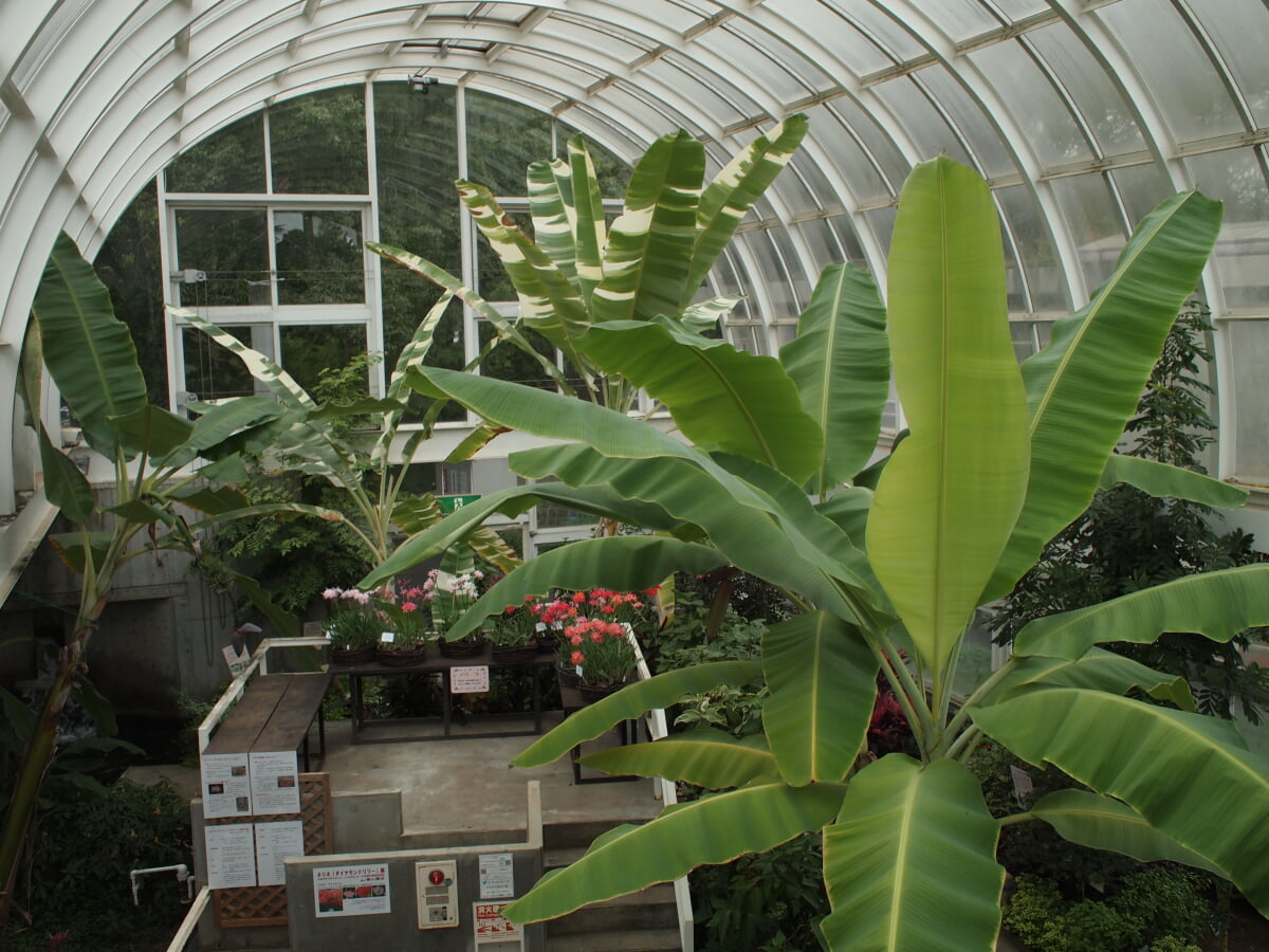 水戸市植物公園の写真3