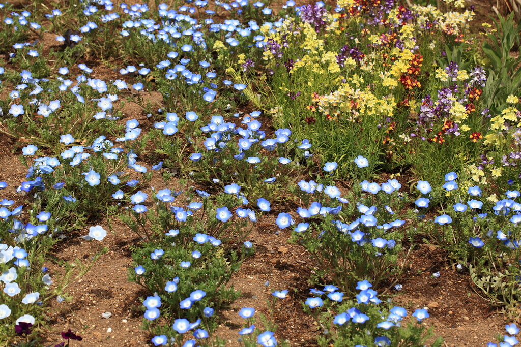 水戸市植物公園の写真11