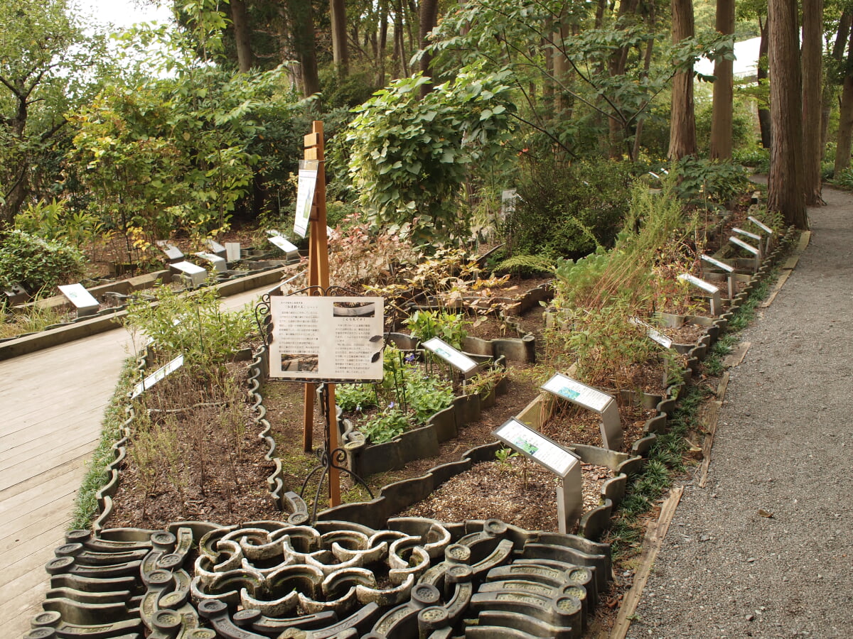 水戸市植物公園の写真13