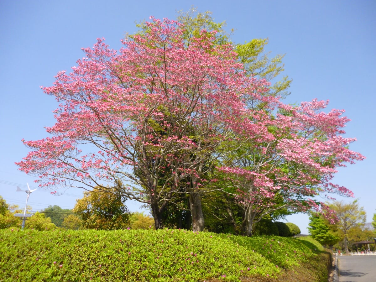 上野公園の写真2