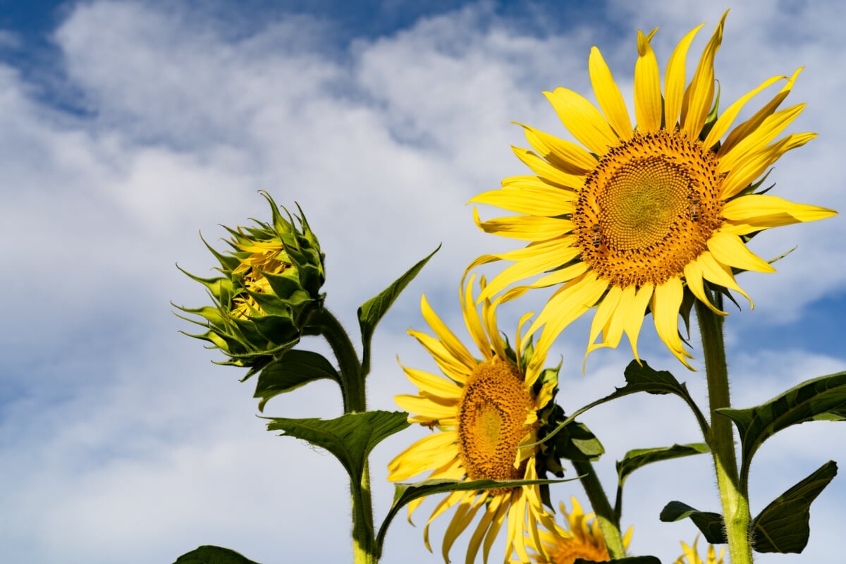 上野公園の写真3