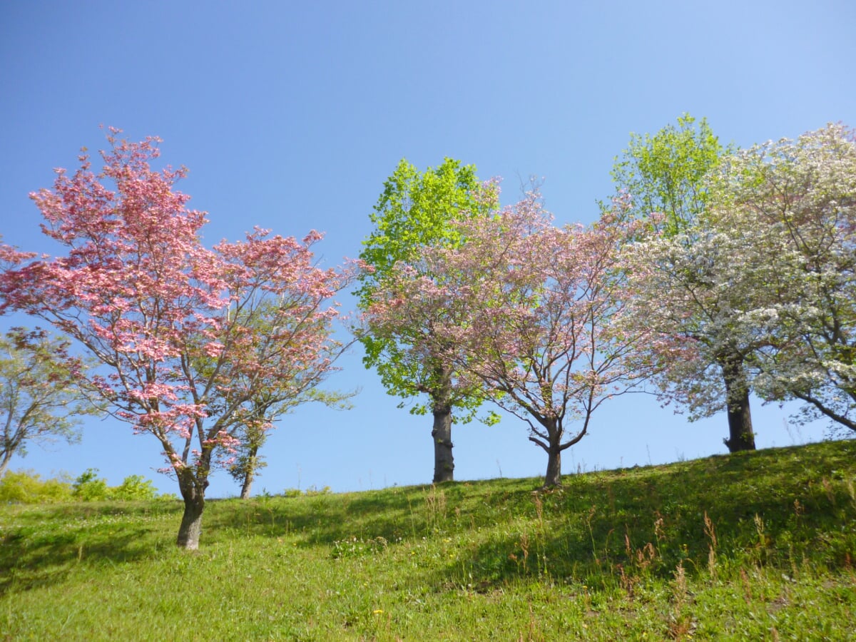 上野公園の写真4