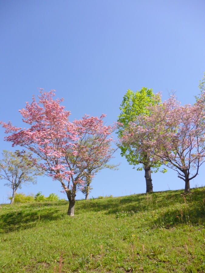上野公園の写真5