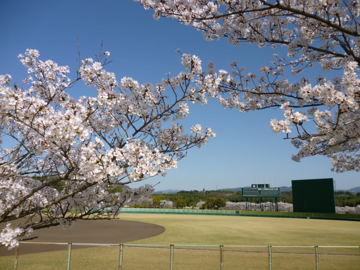 上野公園の写真6