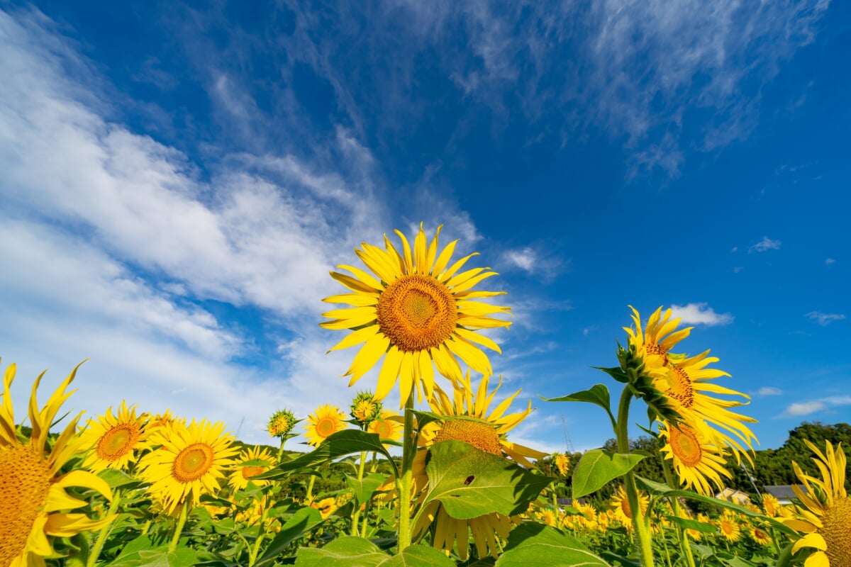 上野公園の写真7