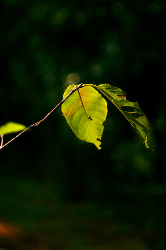 板橋区立赤塚植物園の写真2