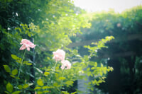 板橋区立赤塚植物園