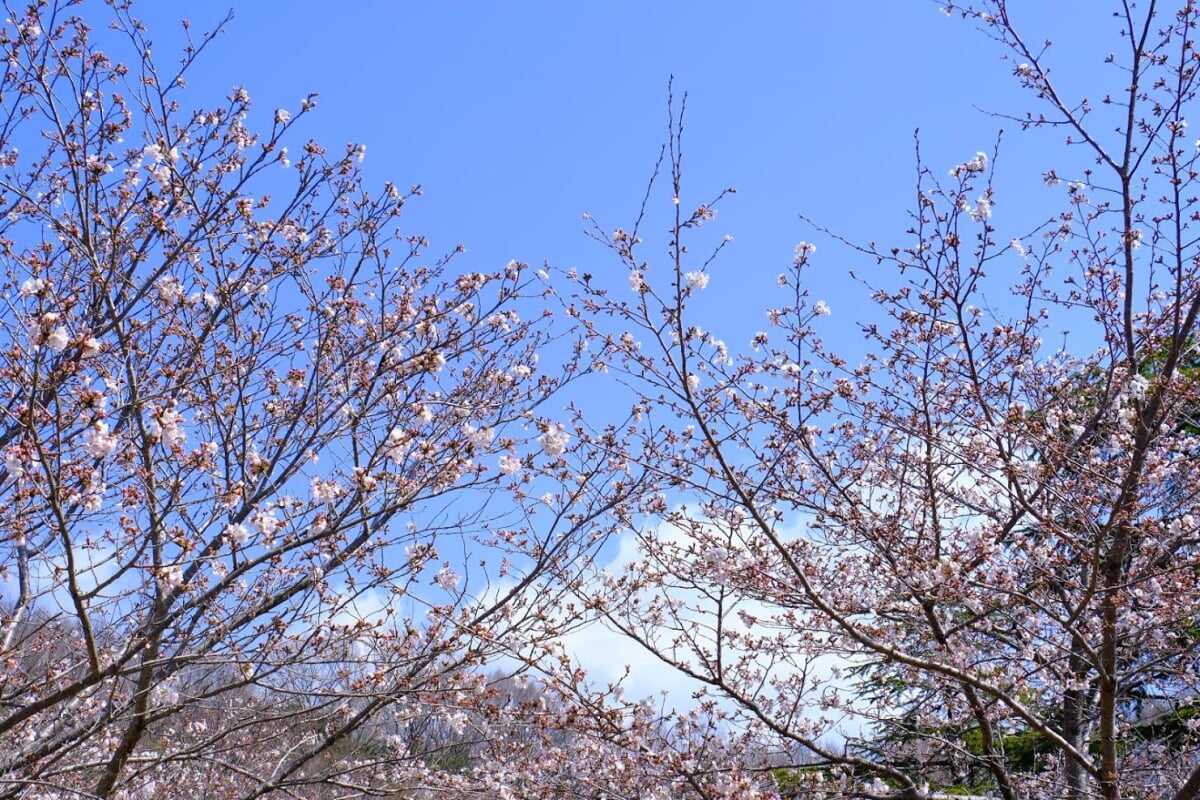 丸山総合公園の写真10