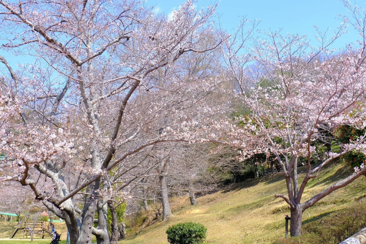 丸山総合公園の写真13