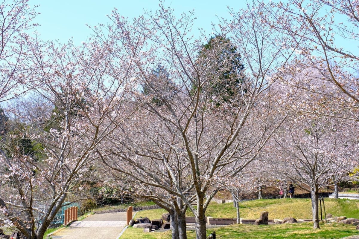 丸山総合公園の写真14