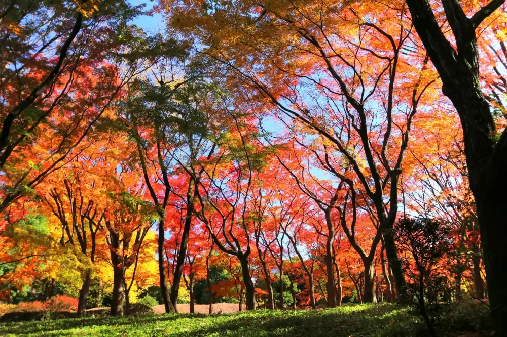 北の丸公園の写真1