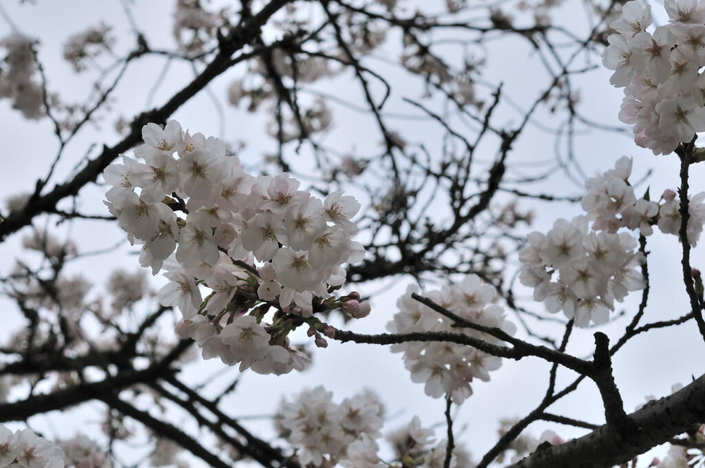 発心公園の写真2