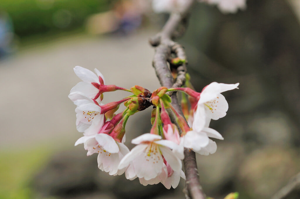 発心公園の写真3