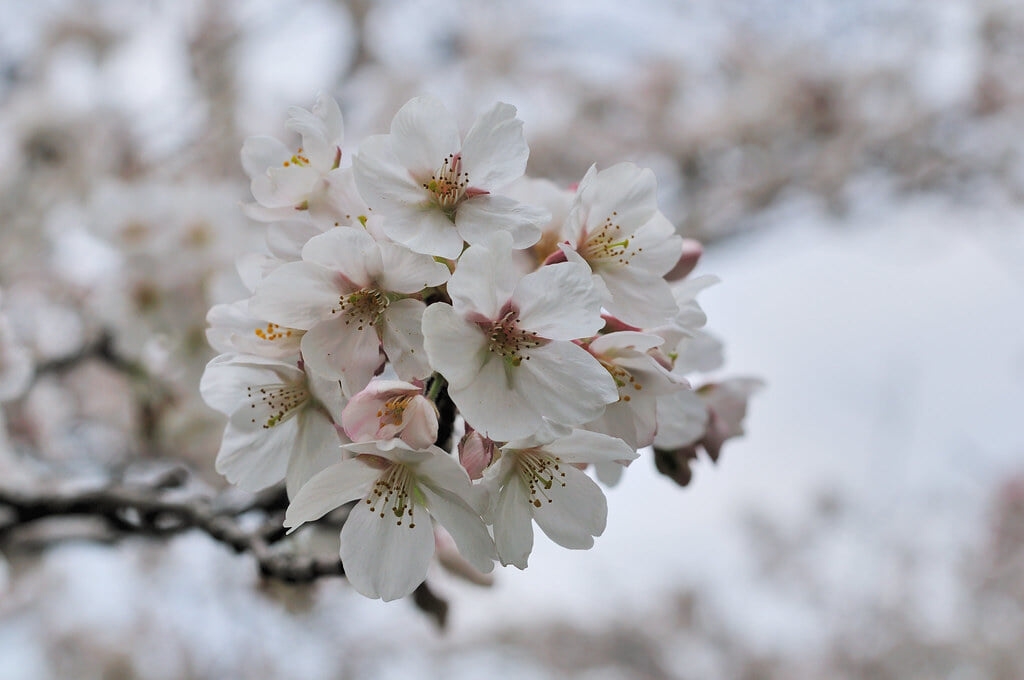 発心公園の写真8