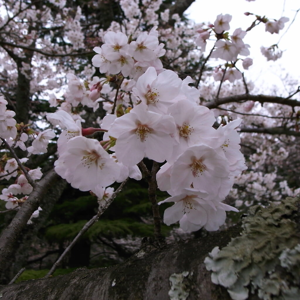 発心公園の写真10