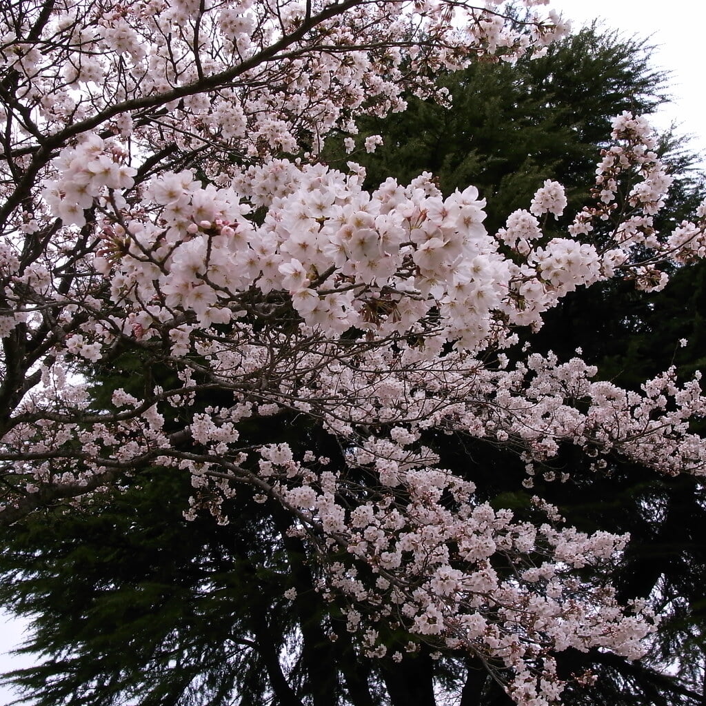 発心公園の写真11