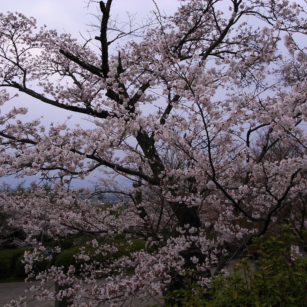 発心公園の写真13