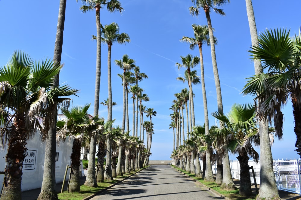 リビエラ逗子マリーナの写真3