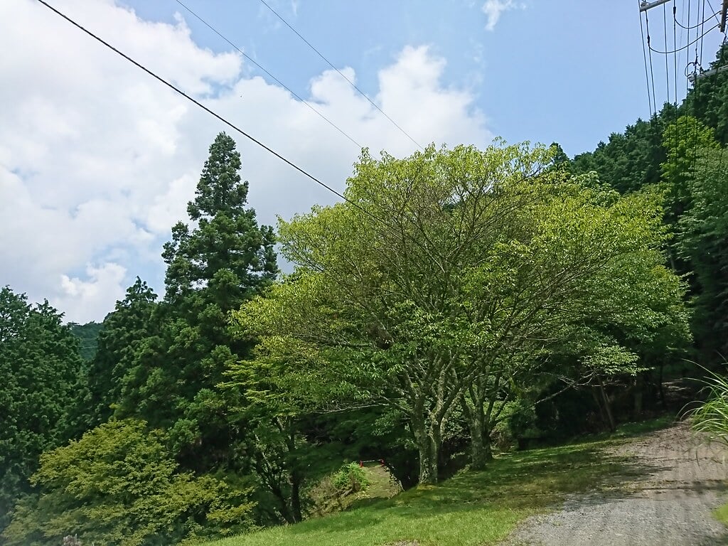 叡山ケーブル・ロープウェイの写真4