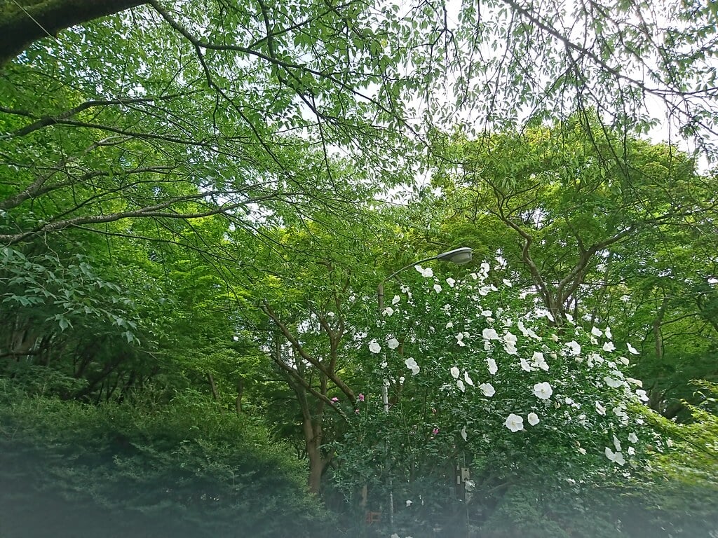 叡山ケーブル・ロープウェイの写真7