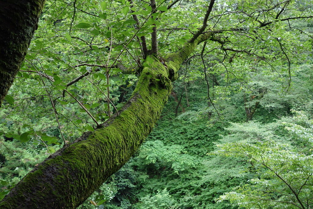 多摩森林科学園の写真3