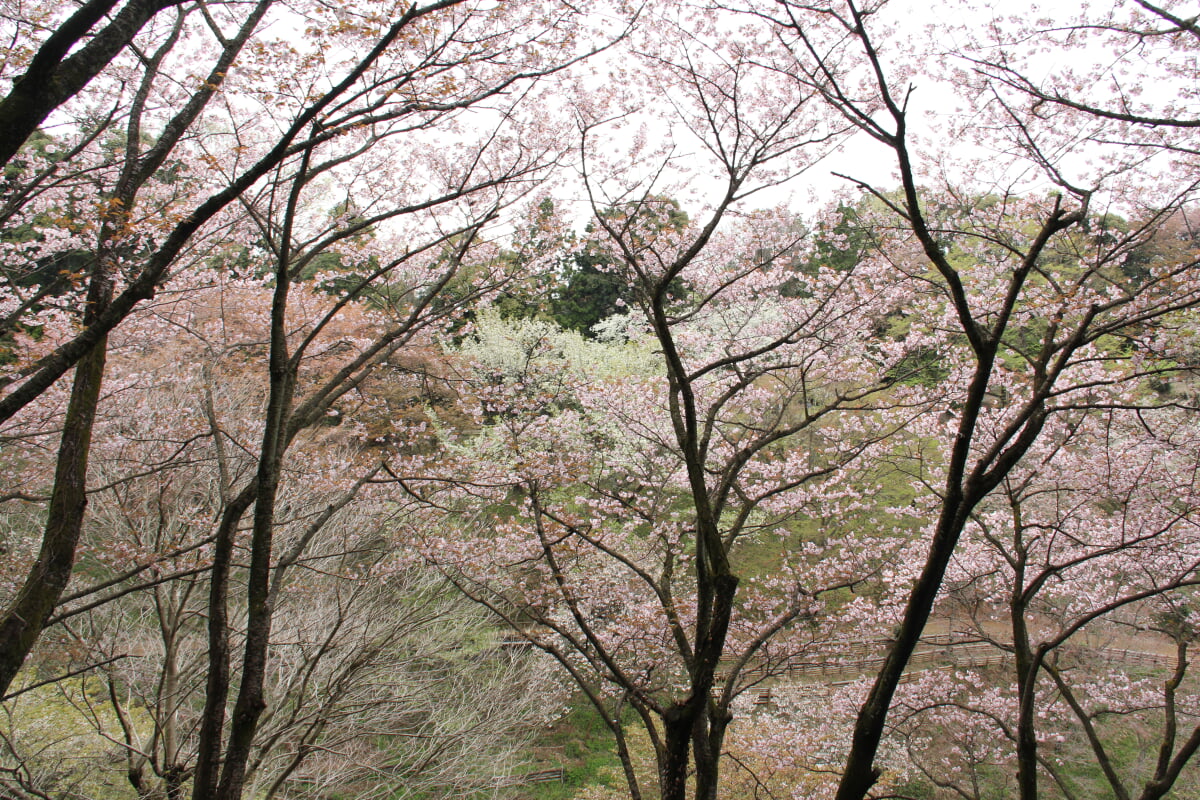 多摩森林科学園の写真9