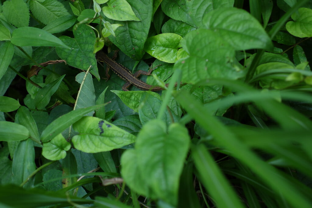 多摩森林科学園の写真12