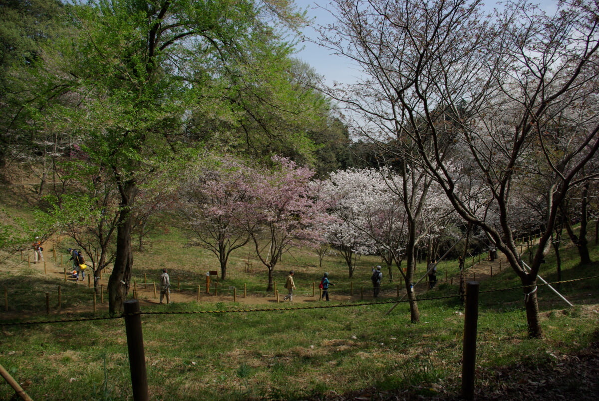 多摩森林科学園の写真1