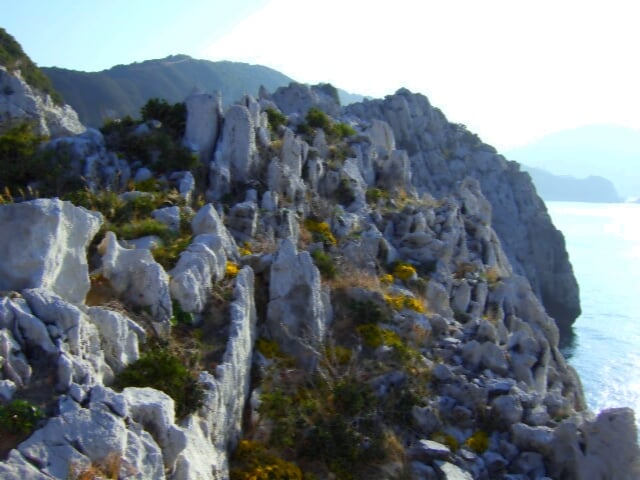 道の駅 白崎海洋公園の写真6