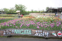 道の駅 新潟ふるさと村