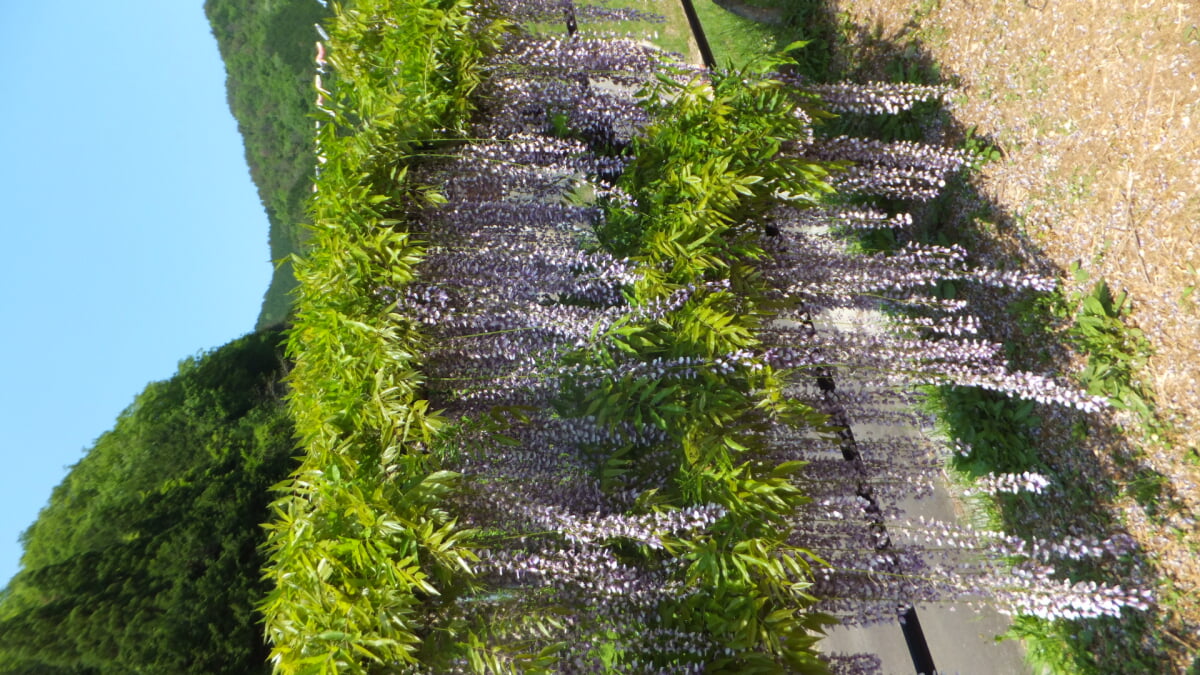 白井大町藤公園の写真4