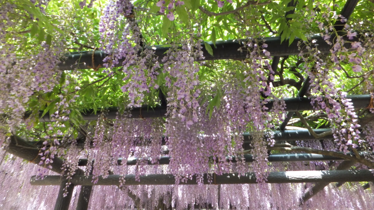 白井大町藤公園の写真5