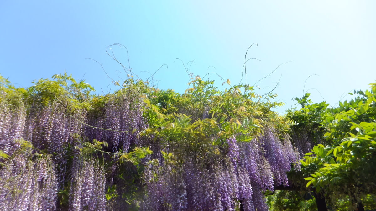 白井大町藤公園の写真7