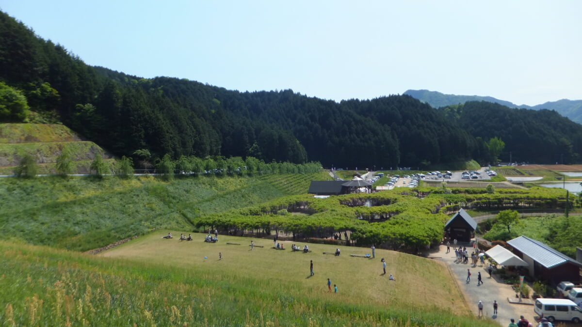 白井大町藤公園の写真1