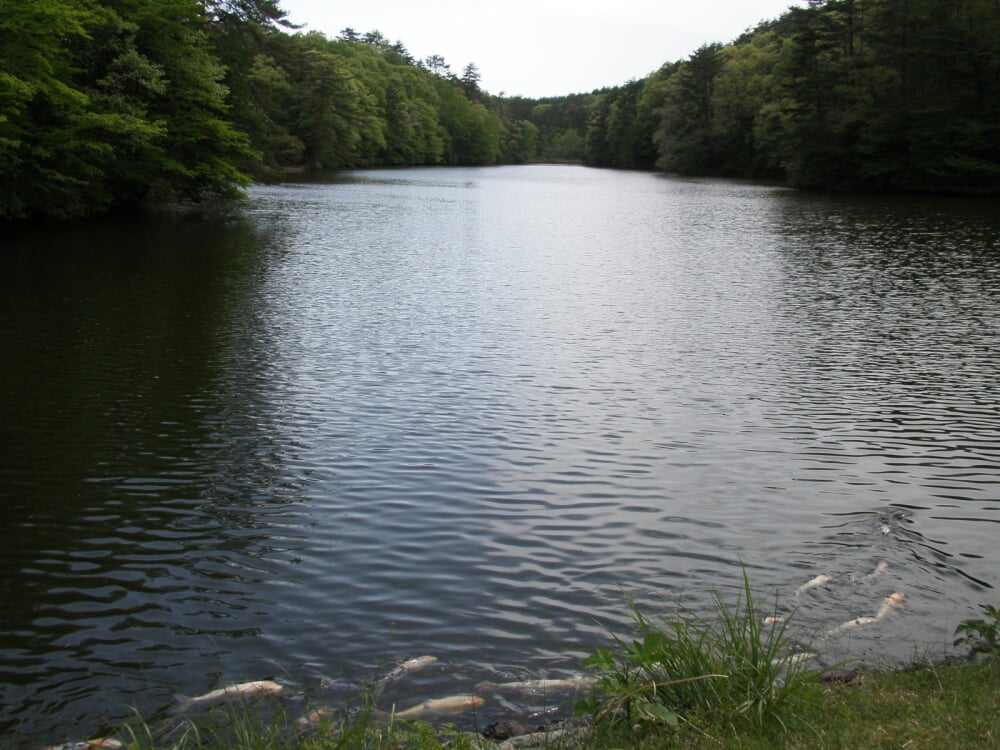 鯉が窪湿原の写真2