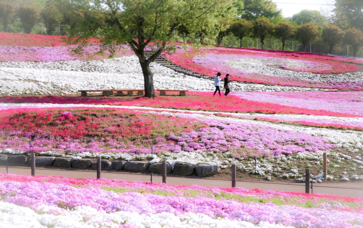 みさと芝桜公園の写真2