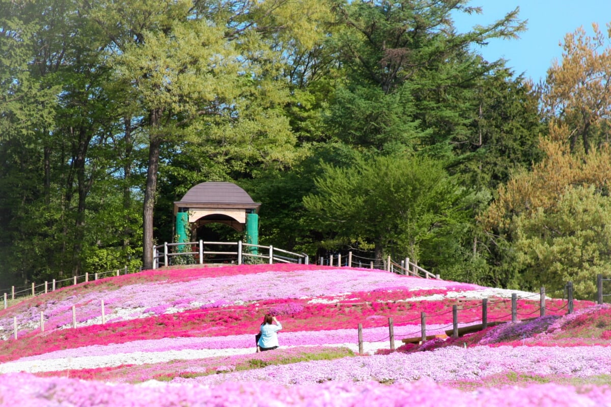みさと芝桜公園の写真6