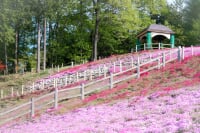 みさと芝桜公園