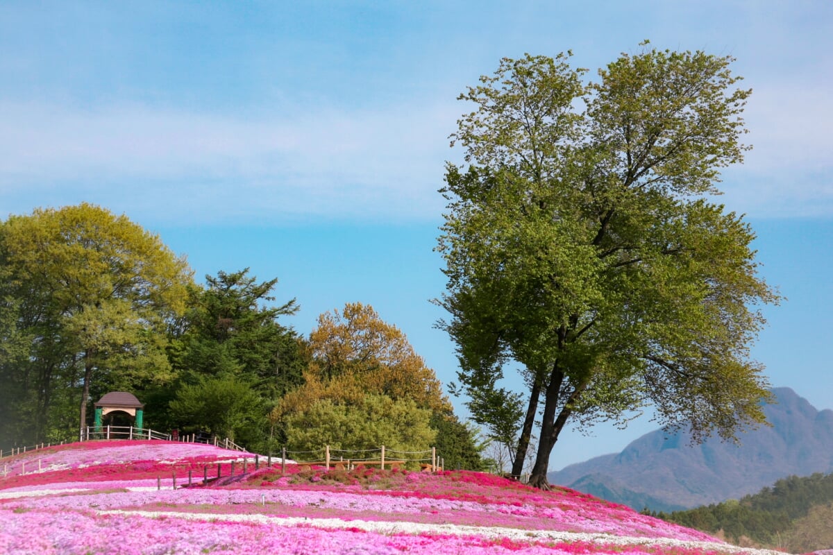 みさと芝桜公園の写真9
