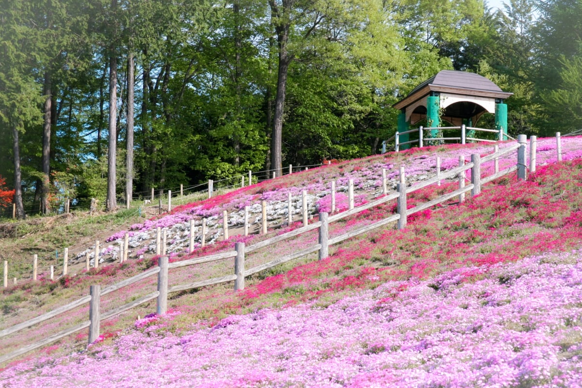 みさと芝桜公園の写真1