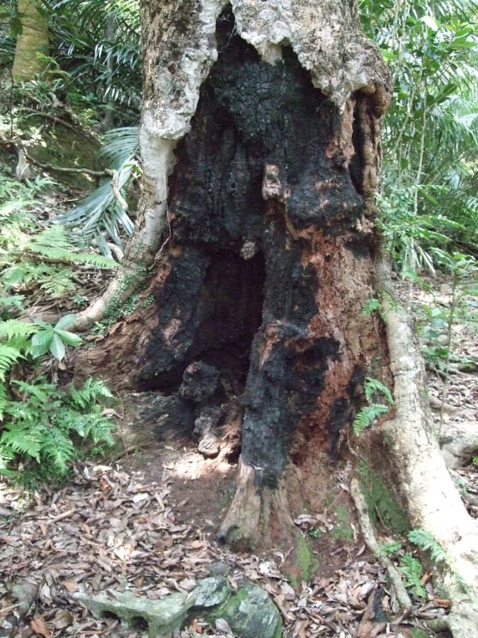 名護城跡の写真3