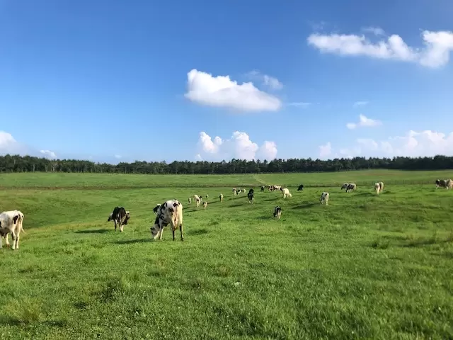 浅間家畜育成牧場の写真1