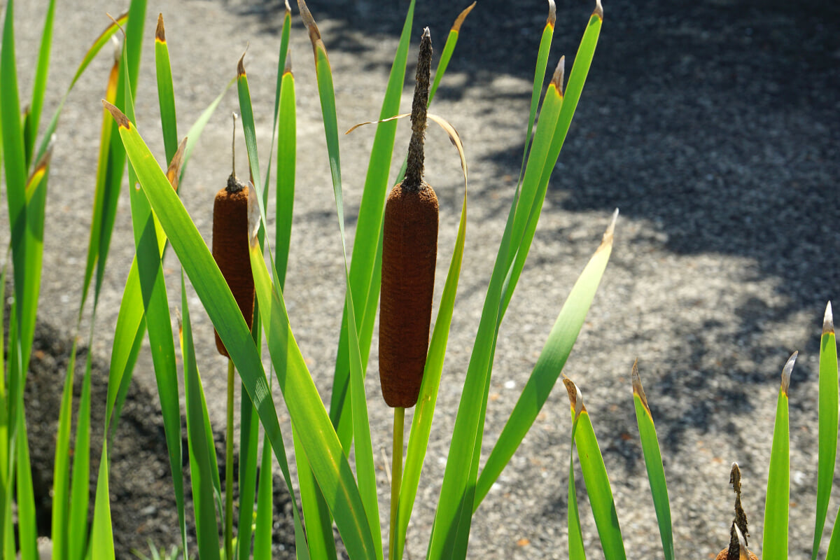 若州一滴文庫の写真3